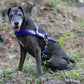 Royal Blue Dog Roading Harness