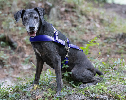 Royal Blue Dog Roading Harness