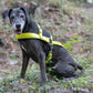 Safety Yellow Dog Roading Harness