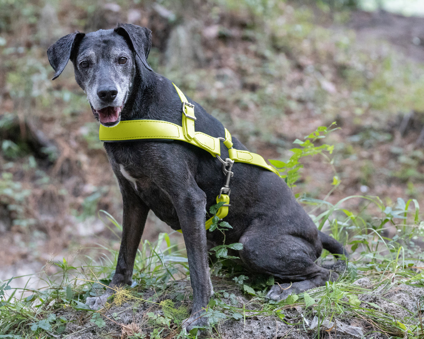 Safety Yellow Dog Roading Harness