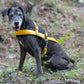 Sunflower Yellow Dog Roading Harness