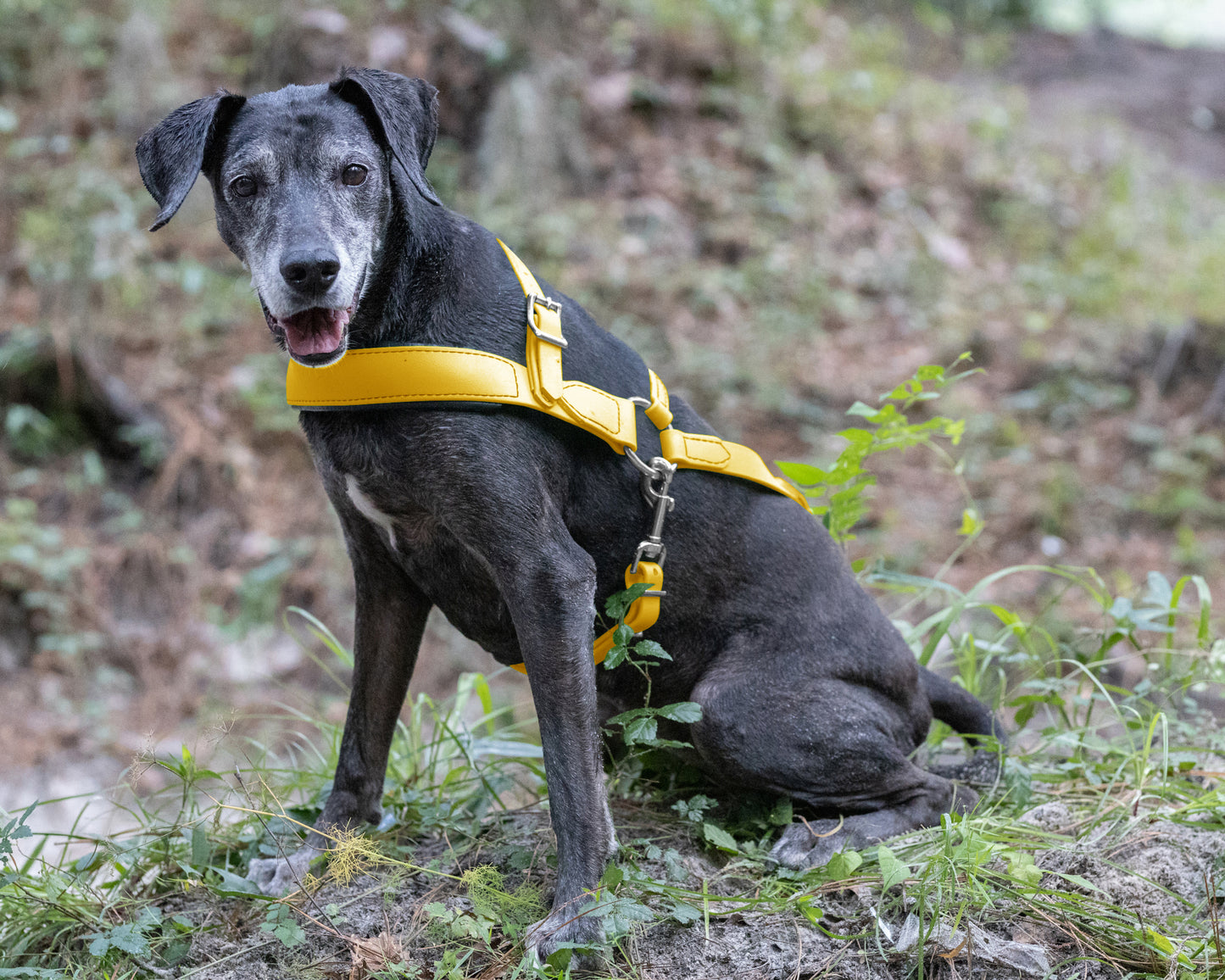 Sunflower Yellow Dog Roading Harness