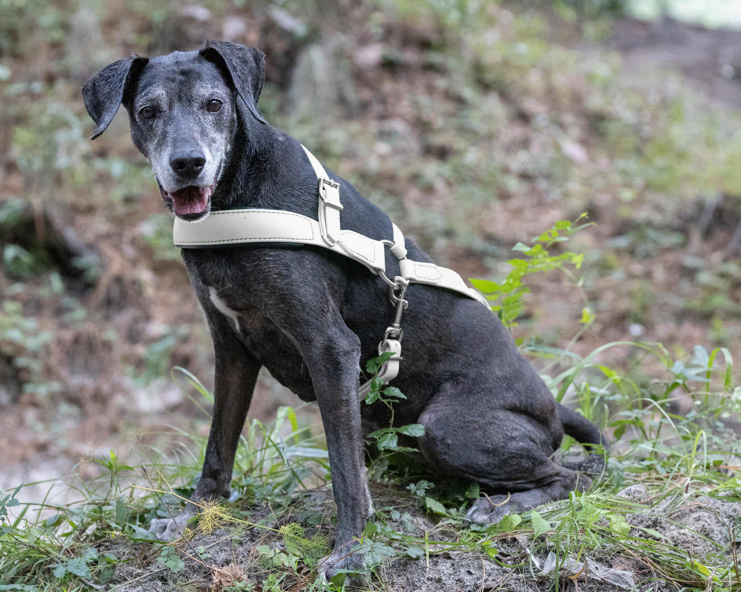 White Dog Roading Harness