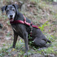 Wine/Maroon Dog Roading Harness