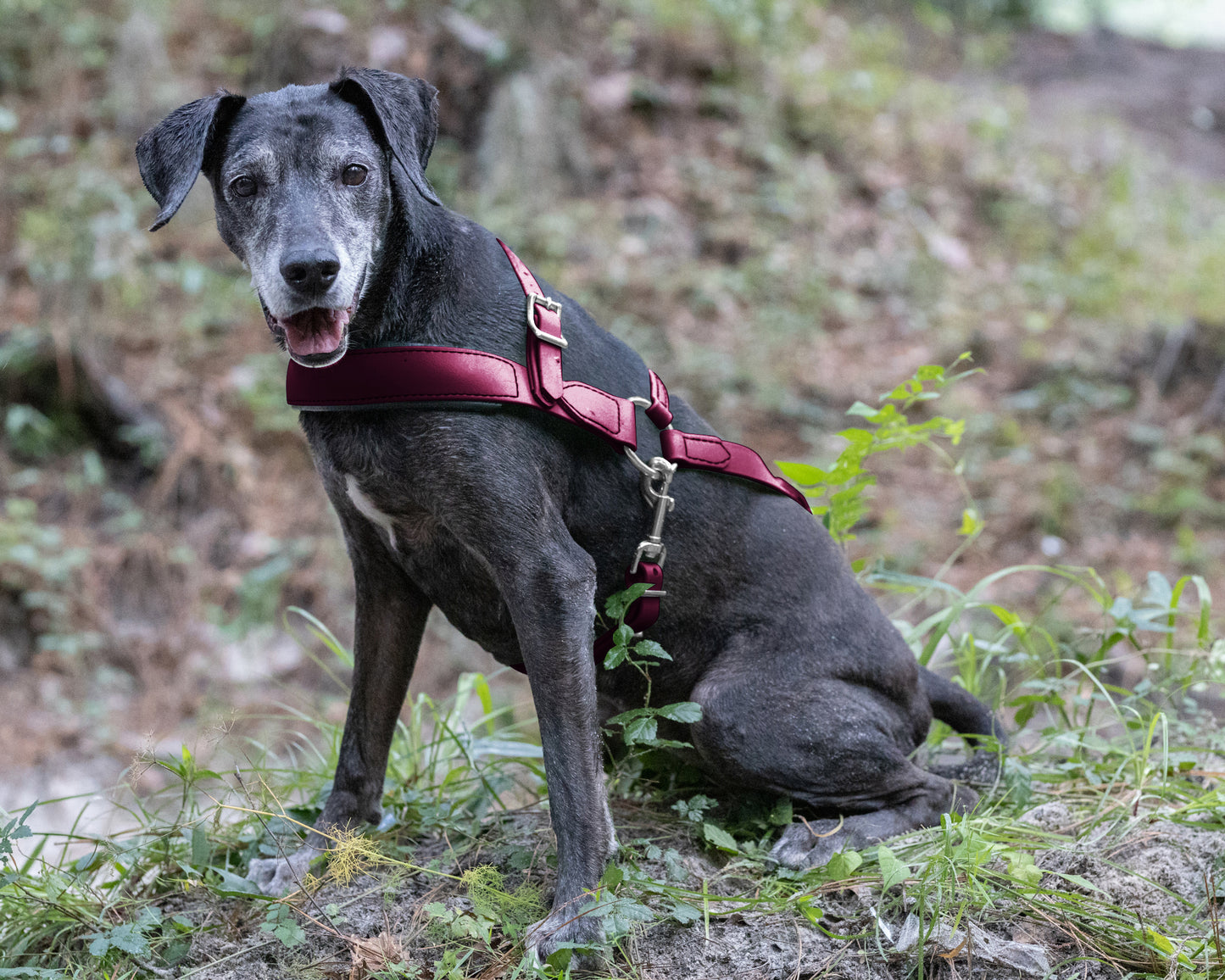 Wine/Maroon Dog Roading Harness