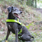 Apple Green Dog Roading Harness
