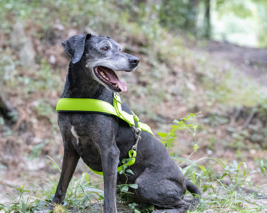 Apple Green Dog Roading Harness