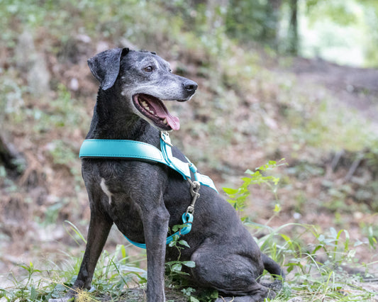 Baby Blue Dog Roading Harness