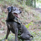 Black Dog Roading Harness