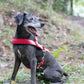 Bubblegum Pink Dog Roading Harness