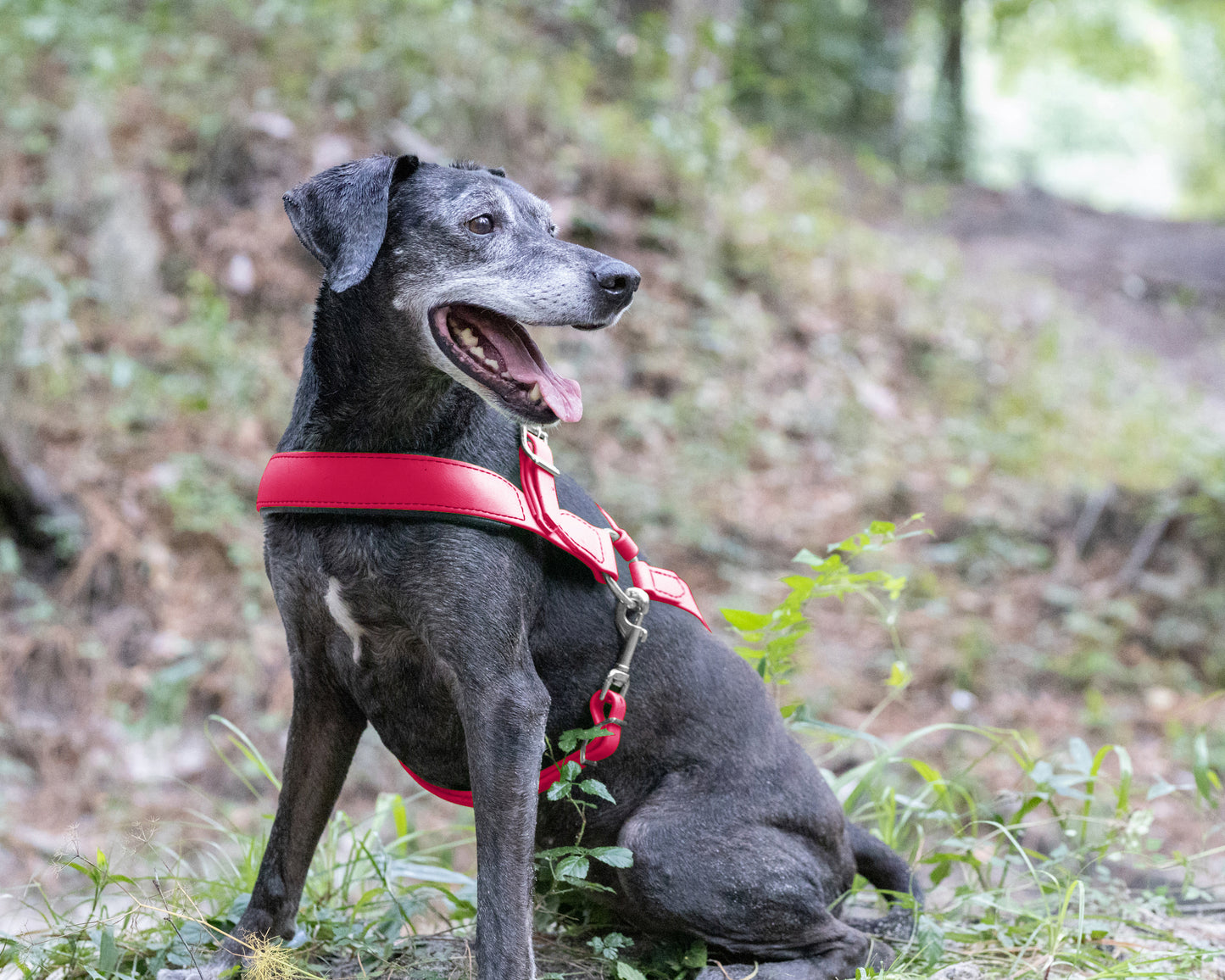 Bubblegum Pink Dog Roading Harness