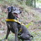 Gold Dog Roading Harness