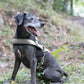 Gray Dog Roading Harness