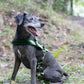 Hunter Green Dog Roading Harness