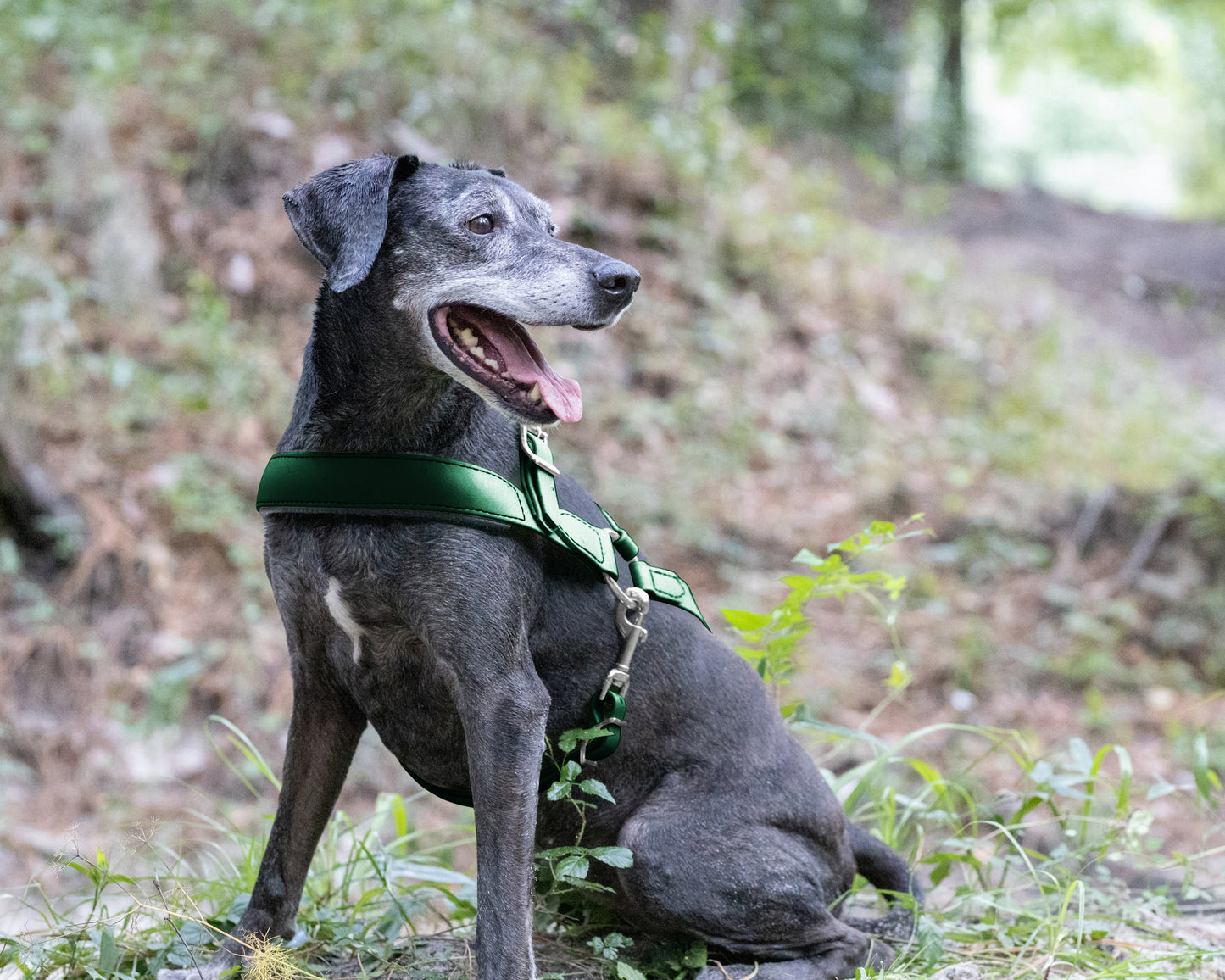 Hunter Green Dog Roading Harness