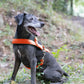 Hunter's Orange Dog Roading Harness