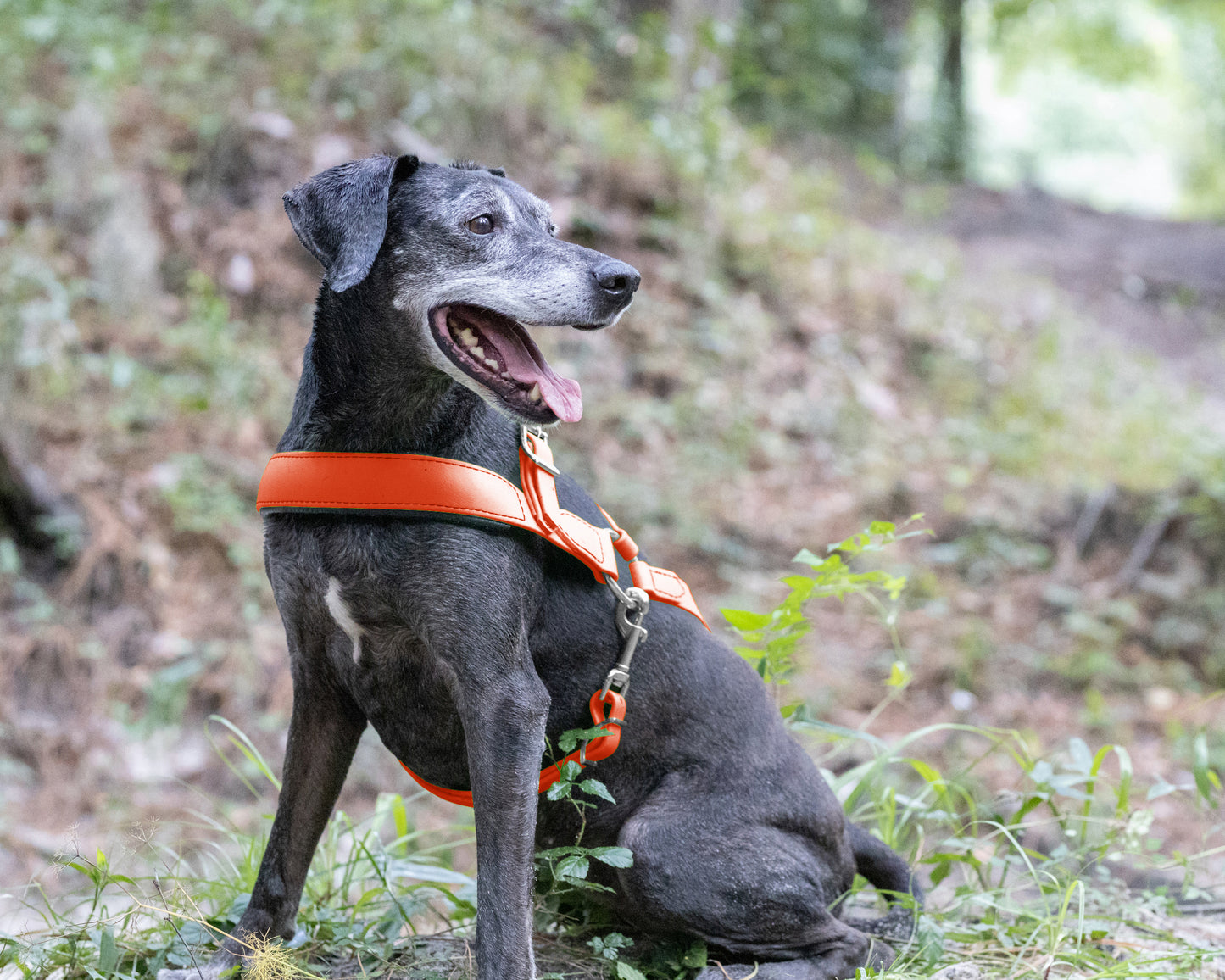 Hunter's Orange Dog Roading Harness