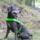 Lime Green Dog Roading Harness