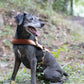 Medium Brown Dog Roading Harness