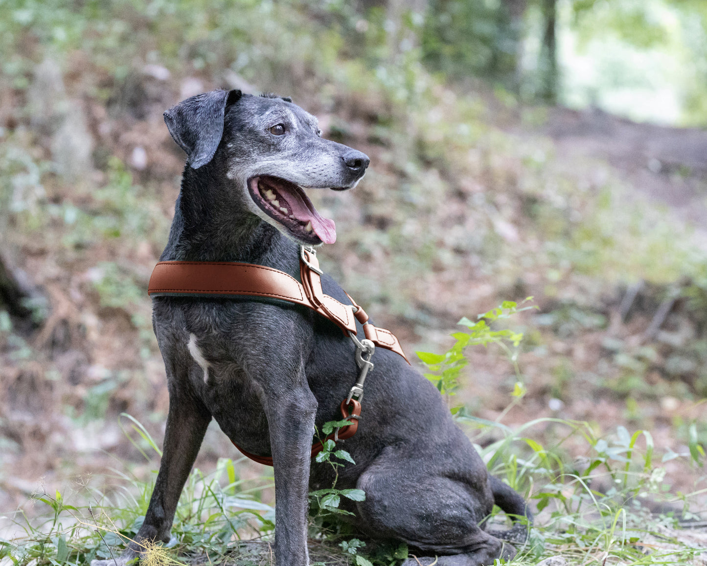 Medium Brown Dog Roading Harness