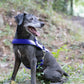 Royal Blue Dog Roading Harness