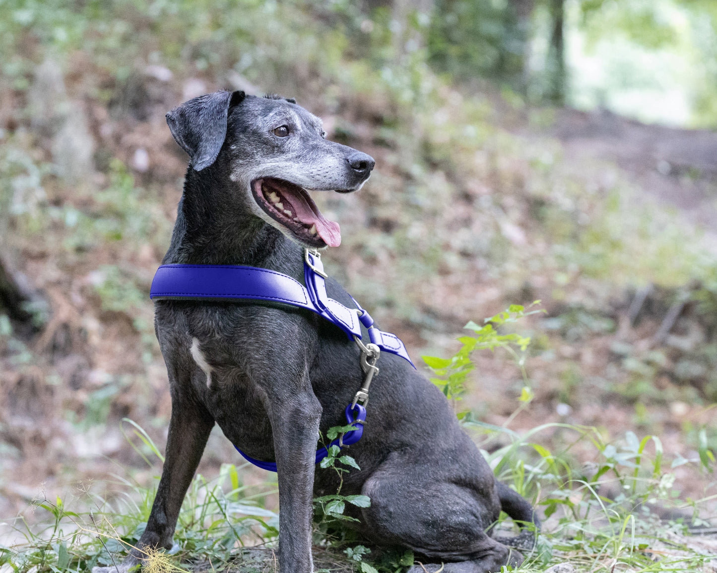 Royal Blue Dog Roading Harness