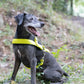 Safety Yellow Dog Roading Harness