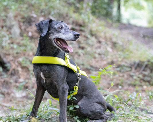 Safety Yellow Dog Roading Harness