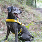 Sunflower Yellow Dog Roading Harness