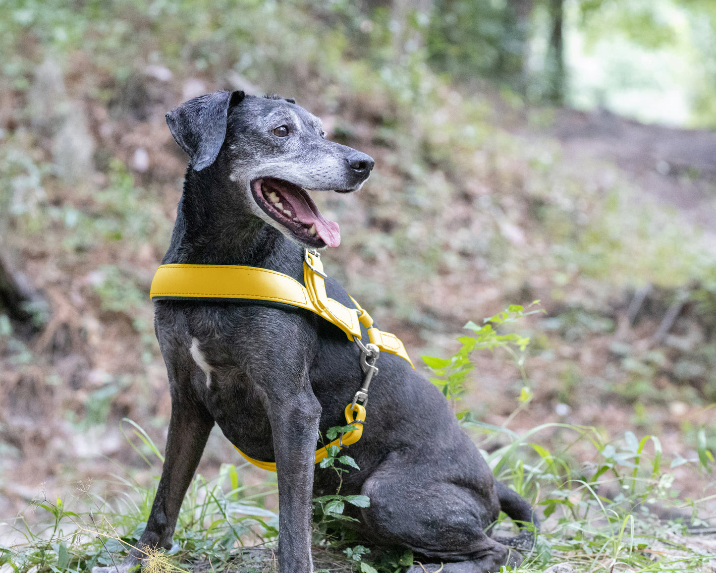 Sunflower Yellow Dog Roading Harness