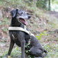 White Dog Roading Harness