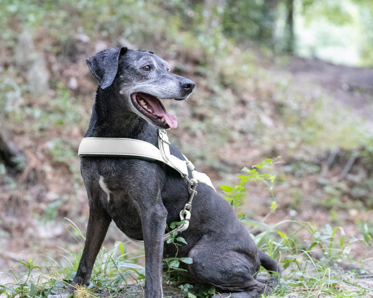 White Dog Roading Harness