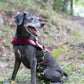 Wine/Maroon Dog Roading Harness