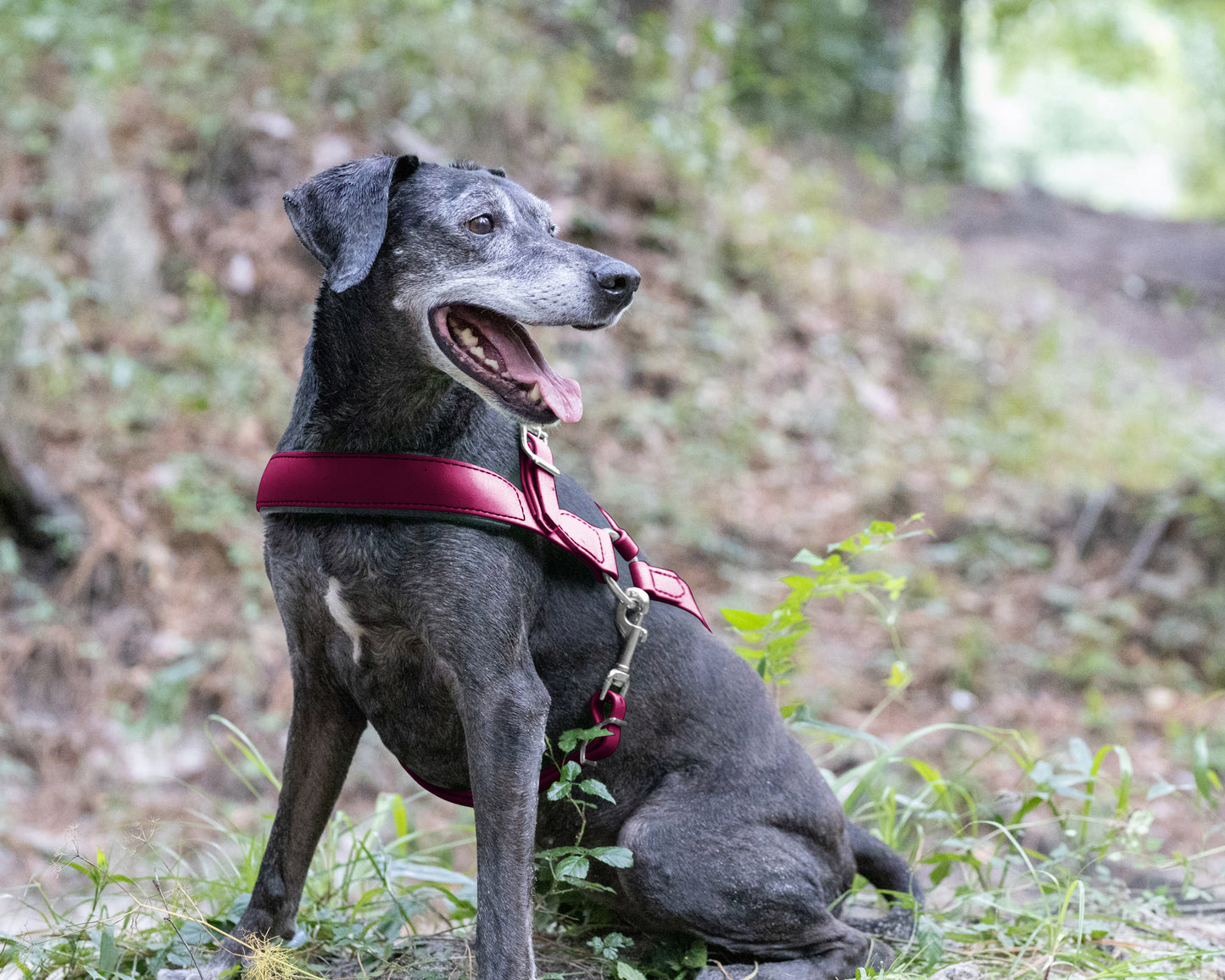 Wine/Maroon Dog Roading Harness