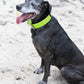 Apple Green Wide Dog Collar