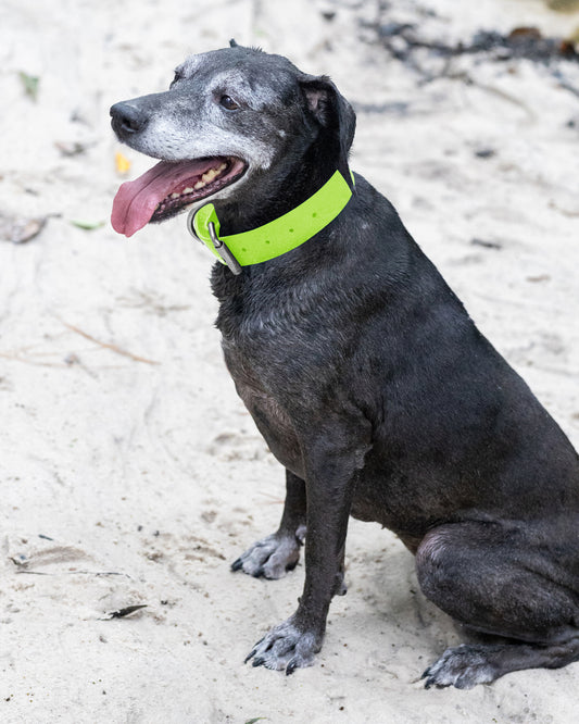 Apple Green Wide Dog Collar