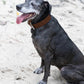 Dark Brown Wide Dog Collar