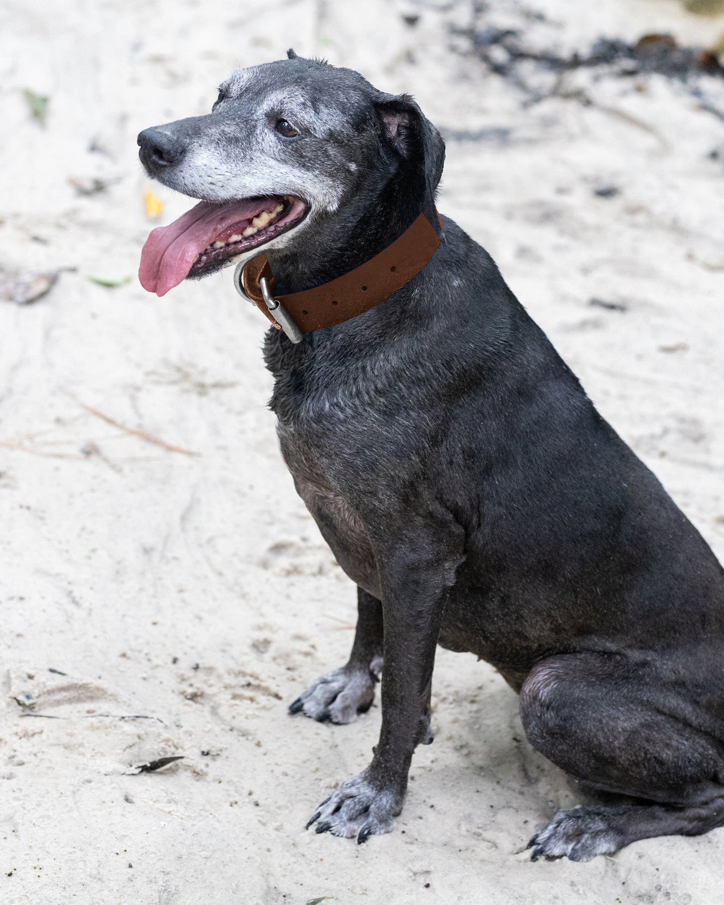 Dark Brown Wide Dog Collar