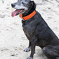 Hunter's Orange Wide Dog Collar