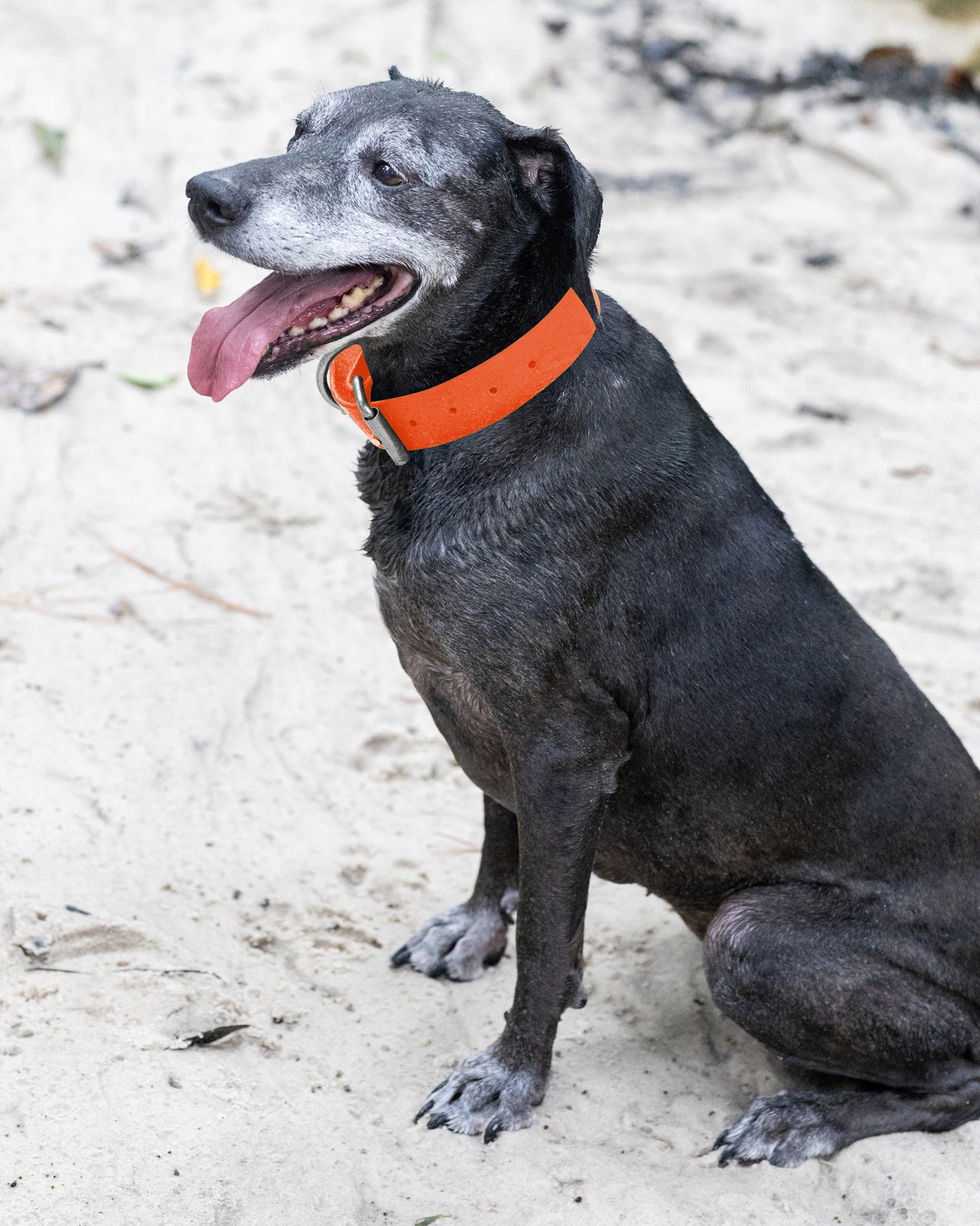 Hunter's Orange Wide Dog Collar