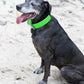 Lime Green Wide Dog Collar