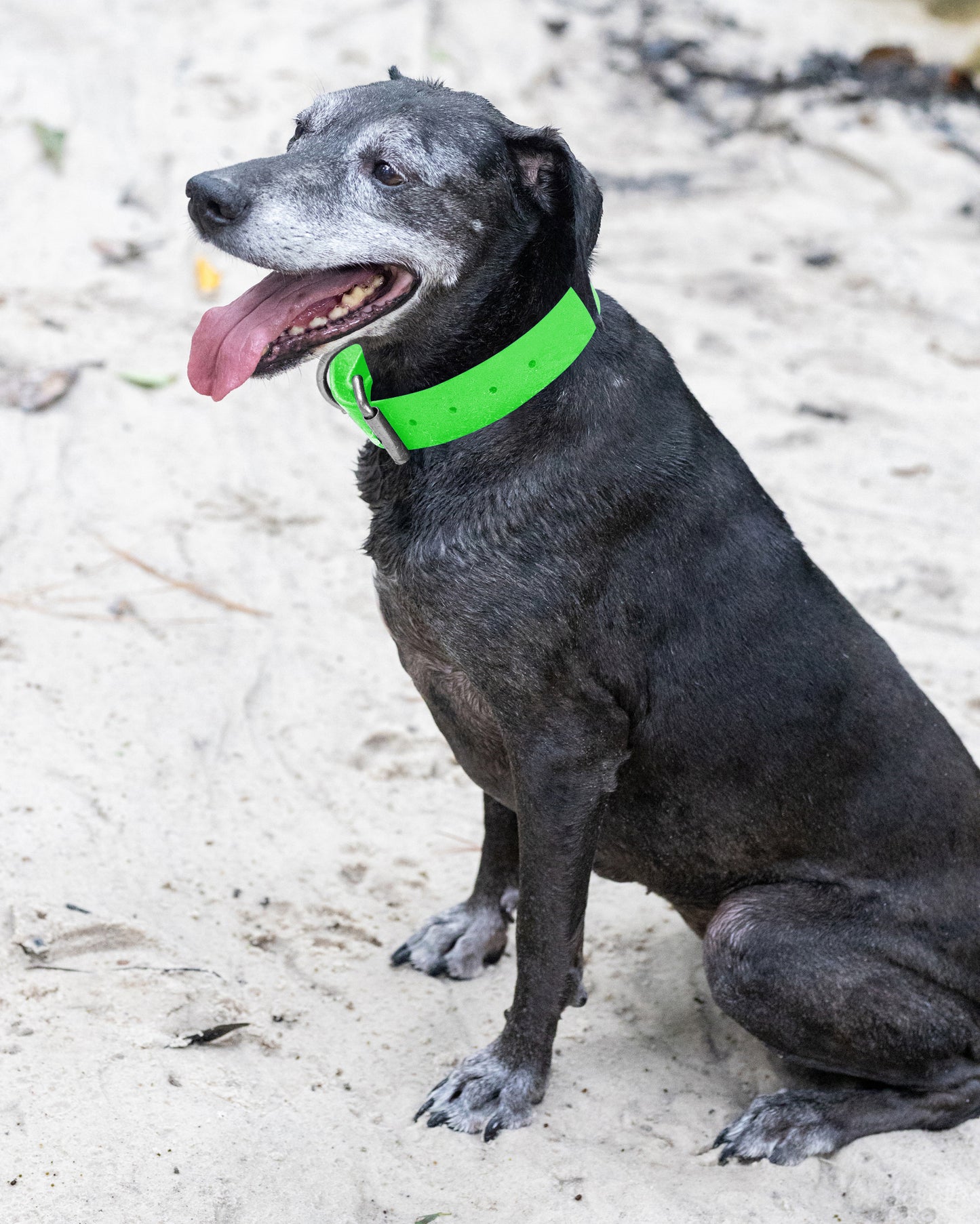 Lime Green Wide Dog Collar