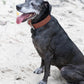 Medium Brown Wide Dog Collar