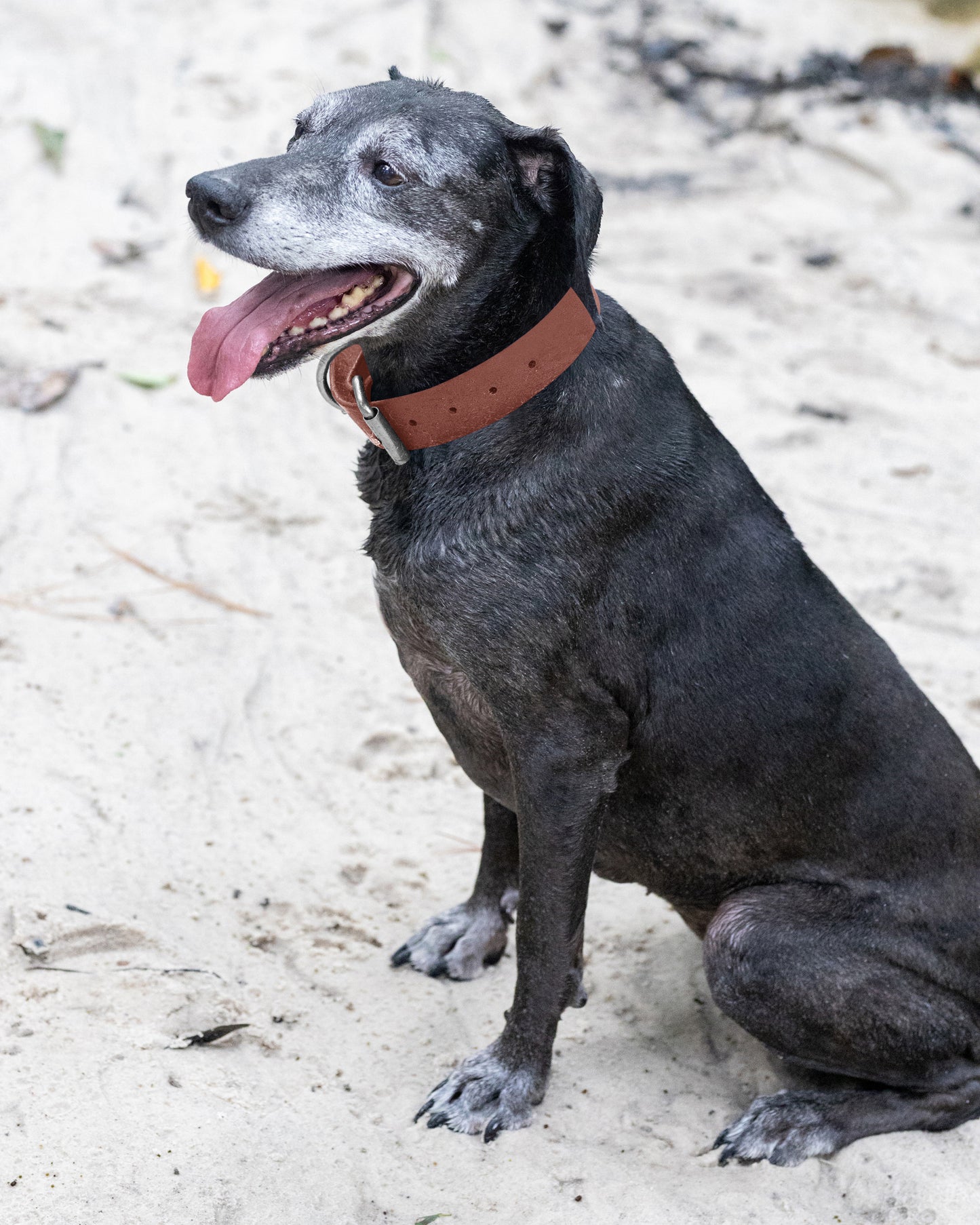 Medium Brown Wide Dog Collar