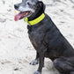 Safety Yellow Wide Dog Collar