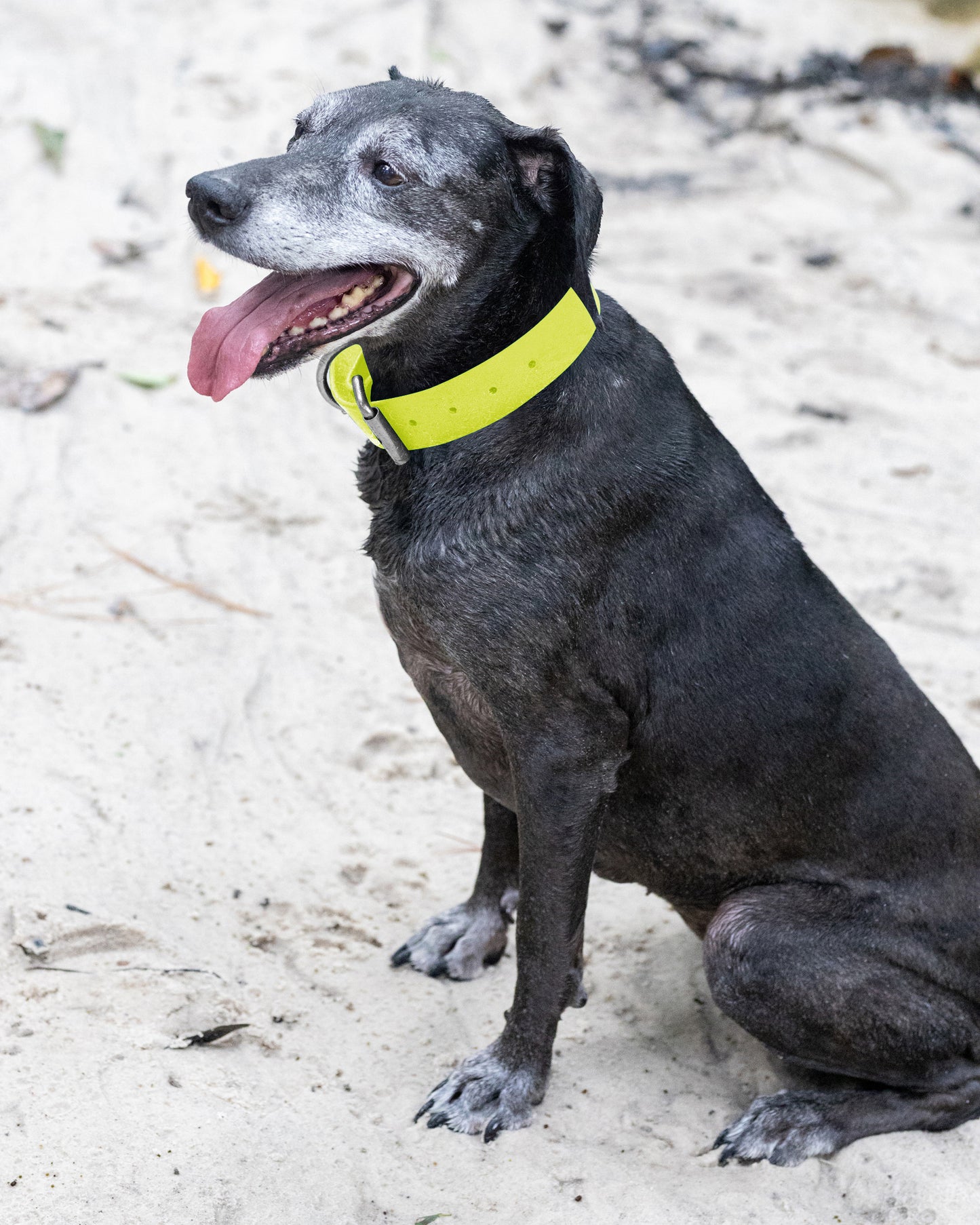 Safety Yellow Wide Dog Collar