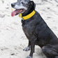 Sunflower Yellow Wide Dog Collar