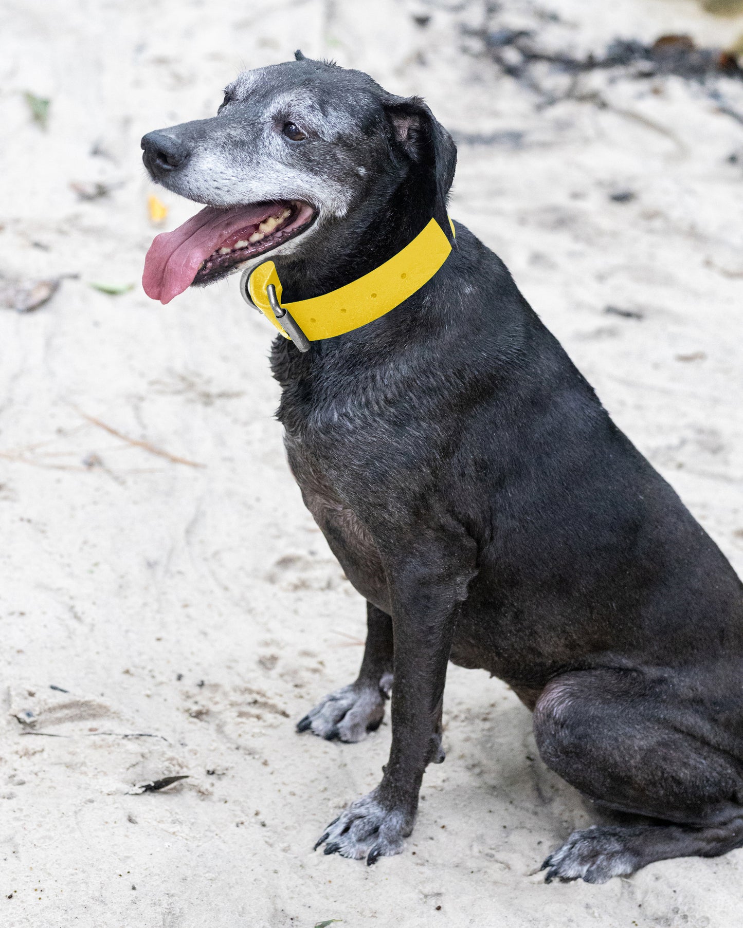 Sunflower Yellow Wide Dog Collar