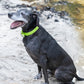 Apple Green Beta Biothane Dog Collar