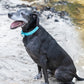 Baby Blue Beta Biothane Dog Collar